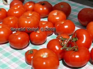 Beautiful ripe tomatoes.